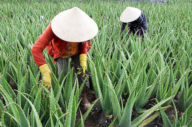 Nước nha đam được xử lý theo tuần tự nghiêm ngặt
