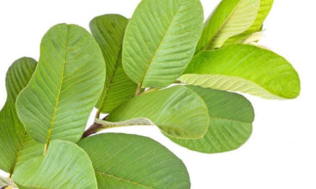 Lá Ổi dưỡng chất tự nhiên giảm gãy rụng cho tóc