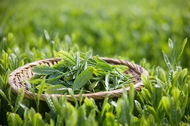 Trà Xanh có đặc tính kháng khuẩn, giúp tiêu diệt nấm, giảm ngứa da đầu hiệu quả.