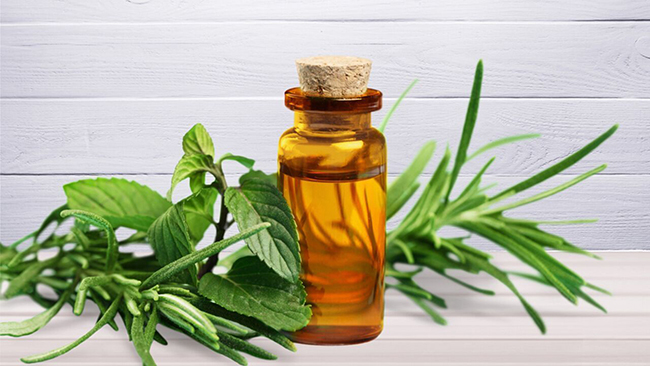 tinh dầu Tràm Trà tại Labcos được chiết xuất 100% từ lá cây Trà
