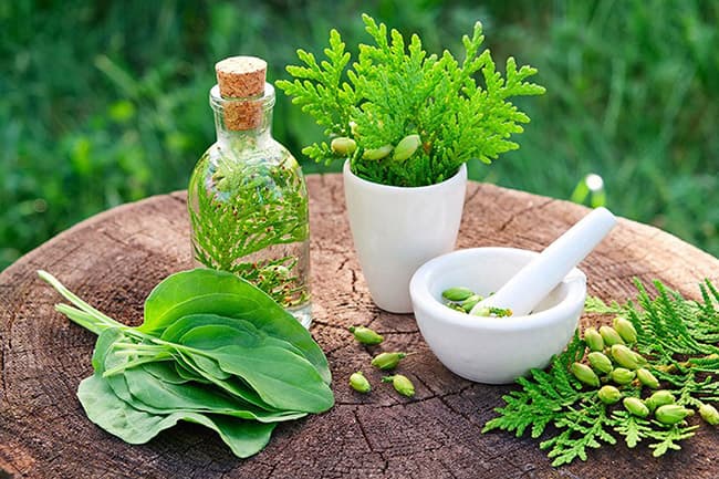 Dầu gội từ thảo mộc là phương pháp chăm sóc tóc tốt nhất.