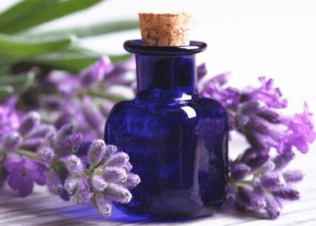 Sử dụng tinh dầu hoa Oải Hương hỗ trợ điều trị mụn